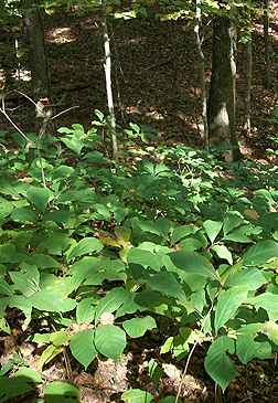 Virginia Tech Dendrology Fact Sheet